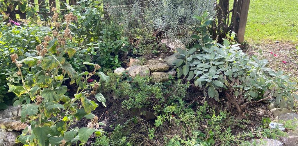 Schulgarten Schulgarten