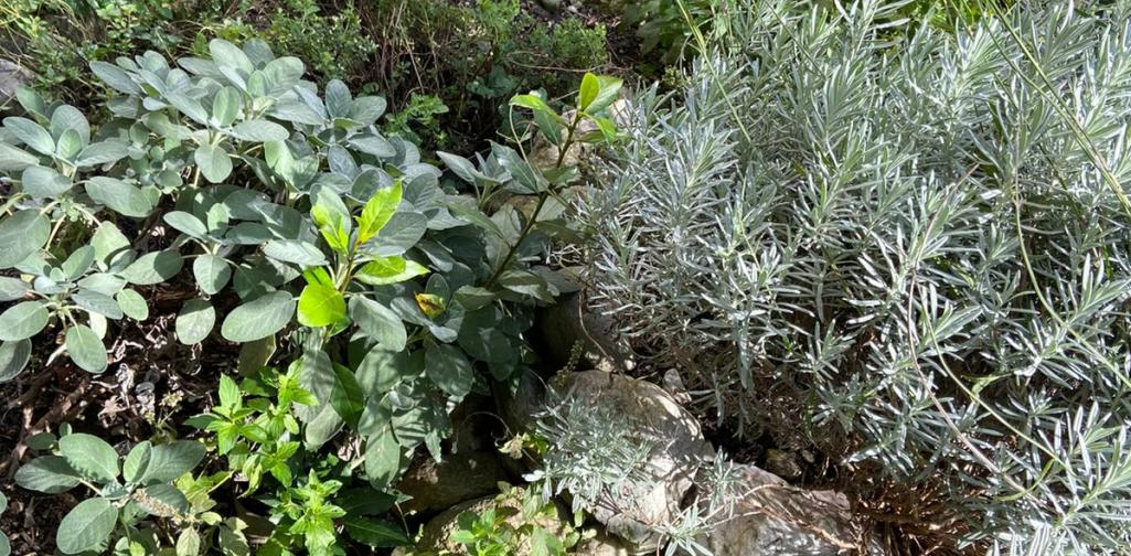 Schulgarten_2 Schulgarten_2